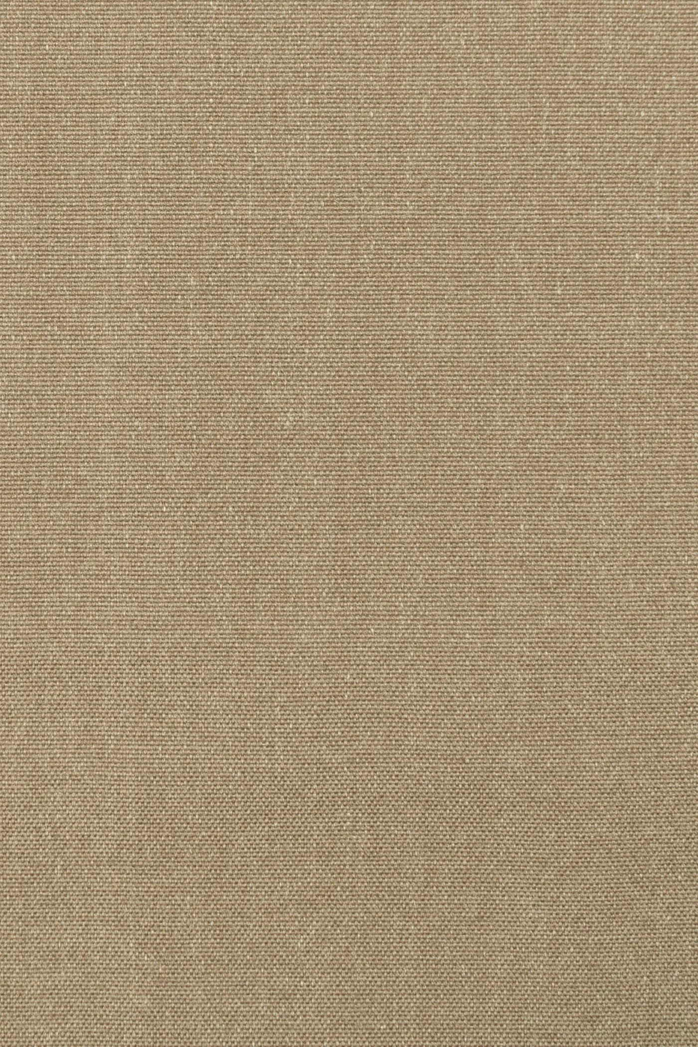 Pennhandle Hazelnut 20