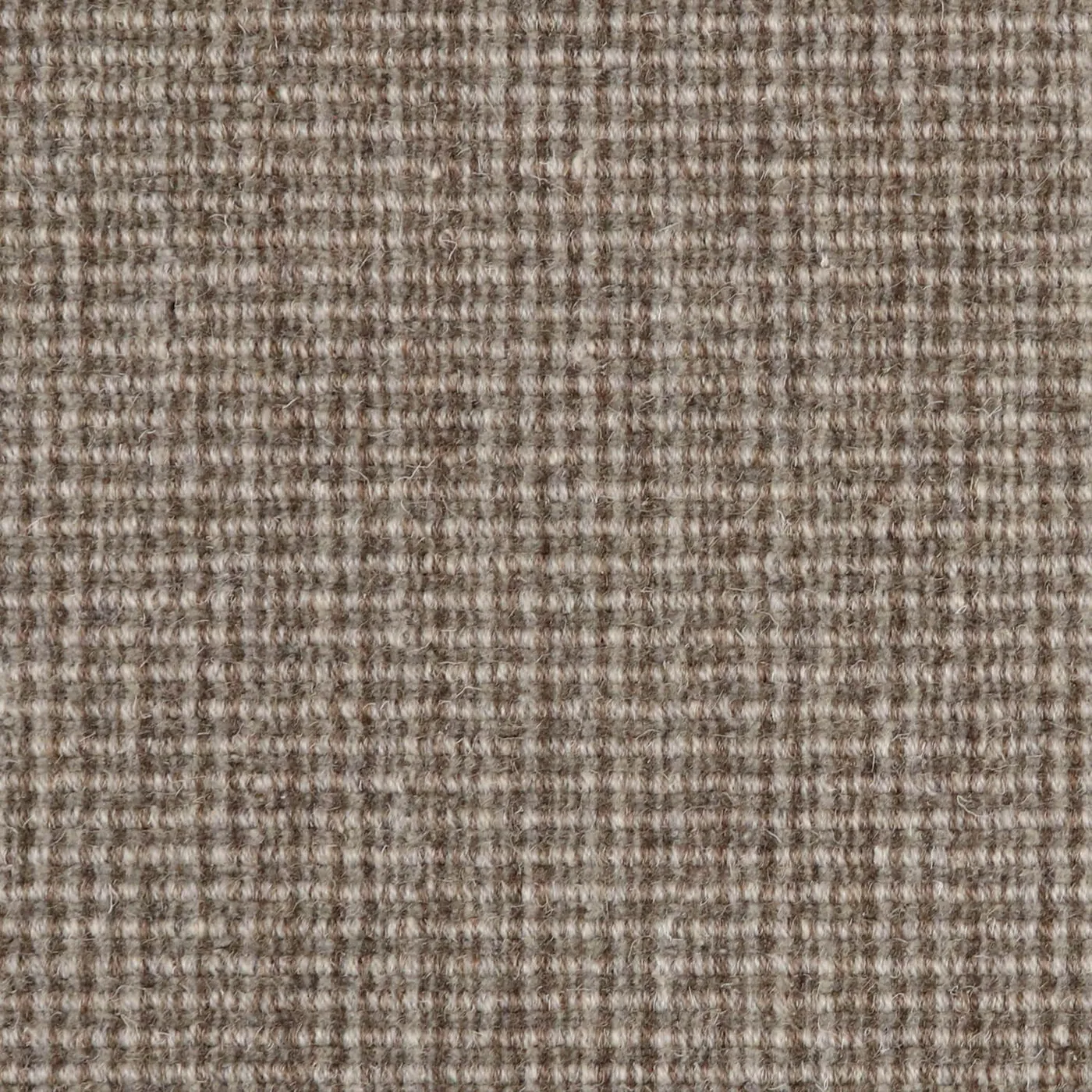 Expose Chestnut