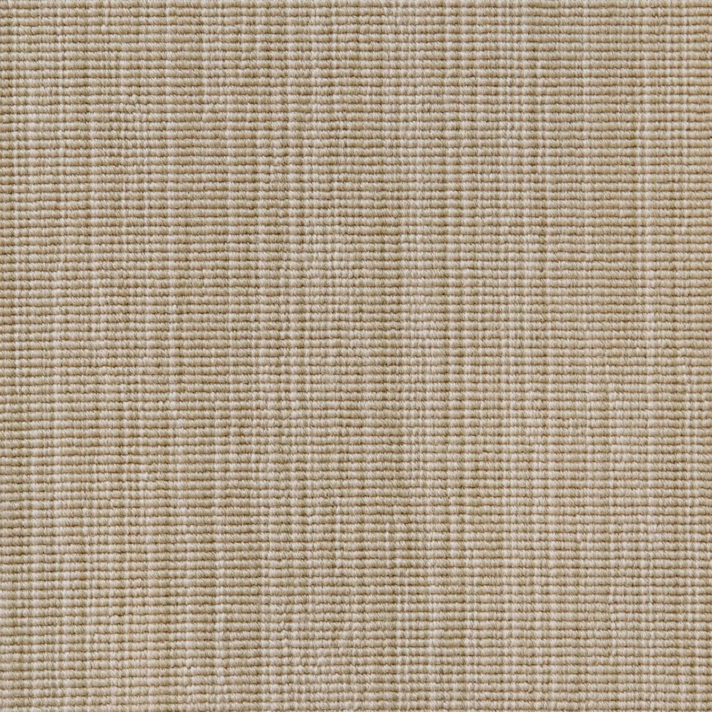 Antonella Wheat