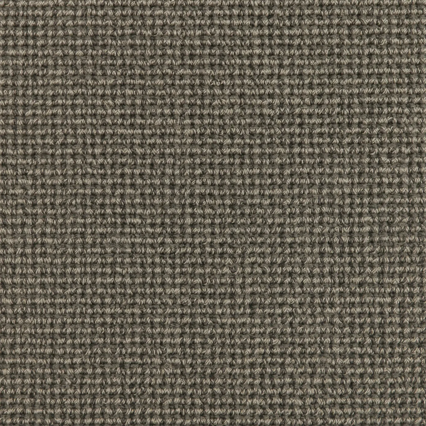 Decorative Sheen Catclaw