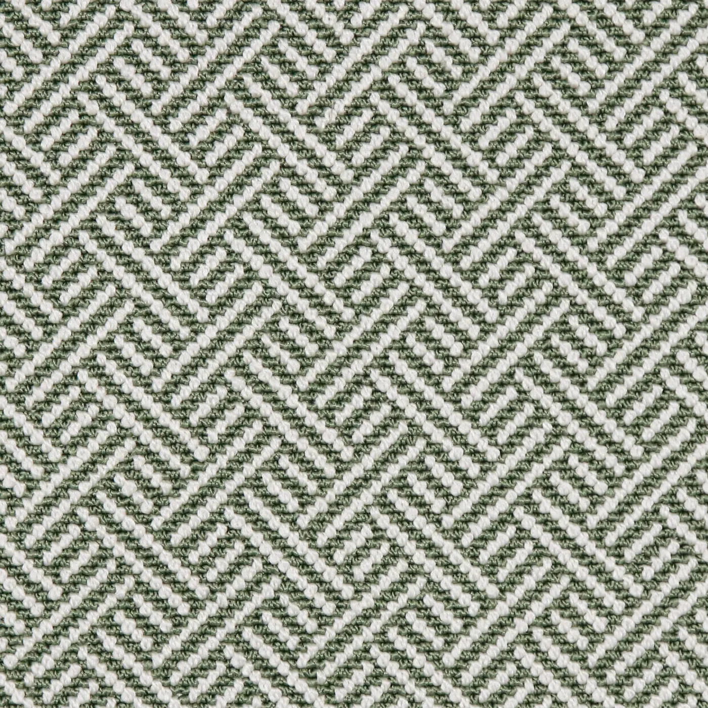 Shiner Seagrass