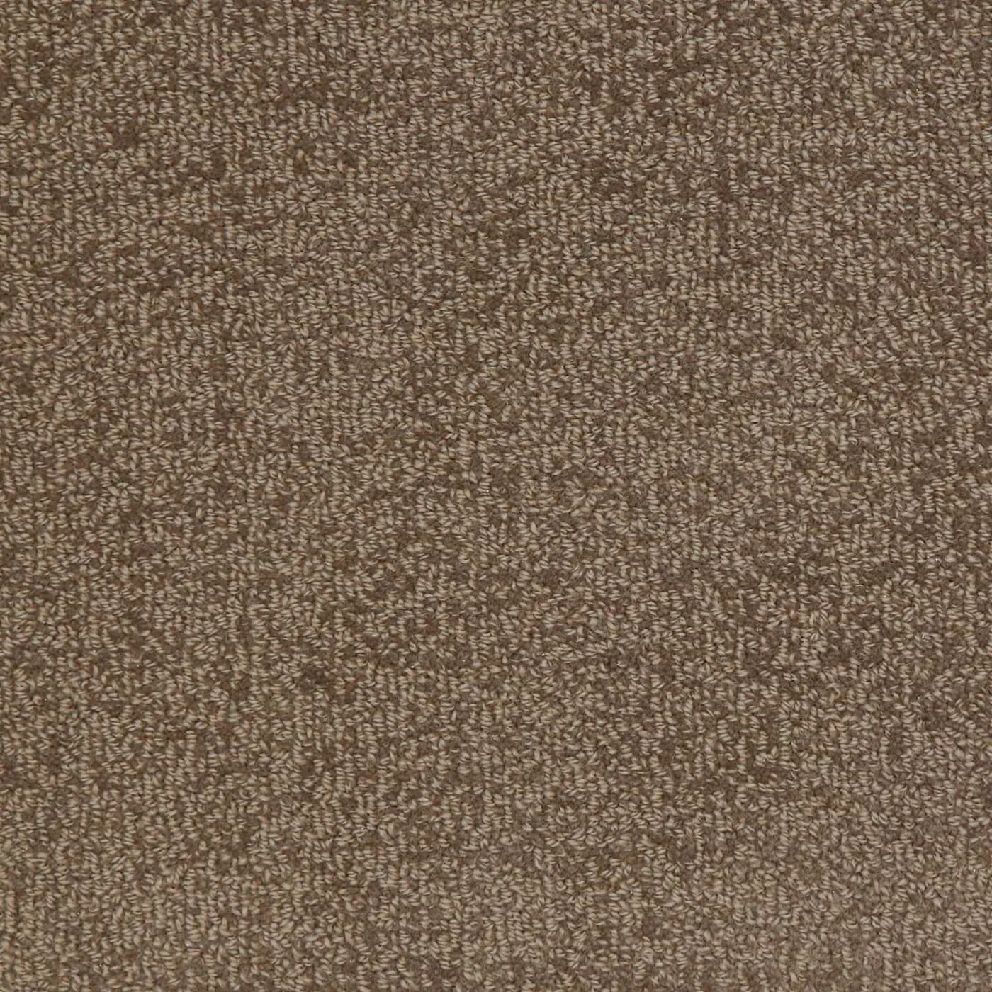 Woolshire Cocoa