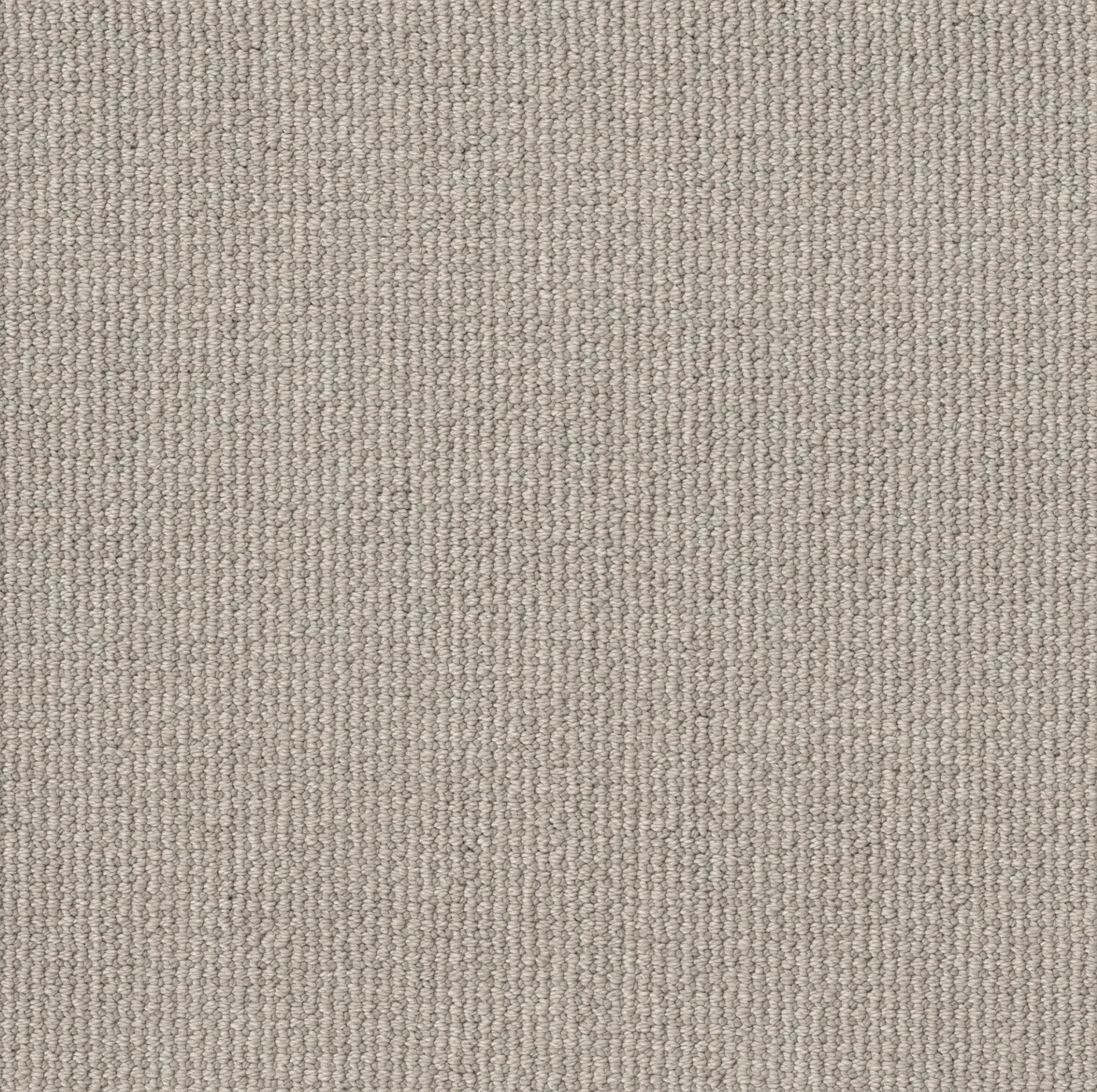 Quickwinter Silver Birch