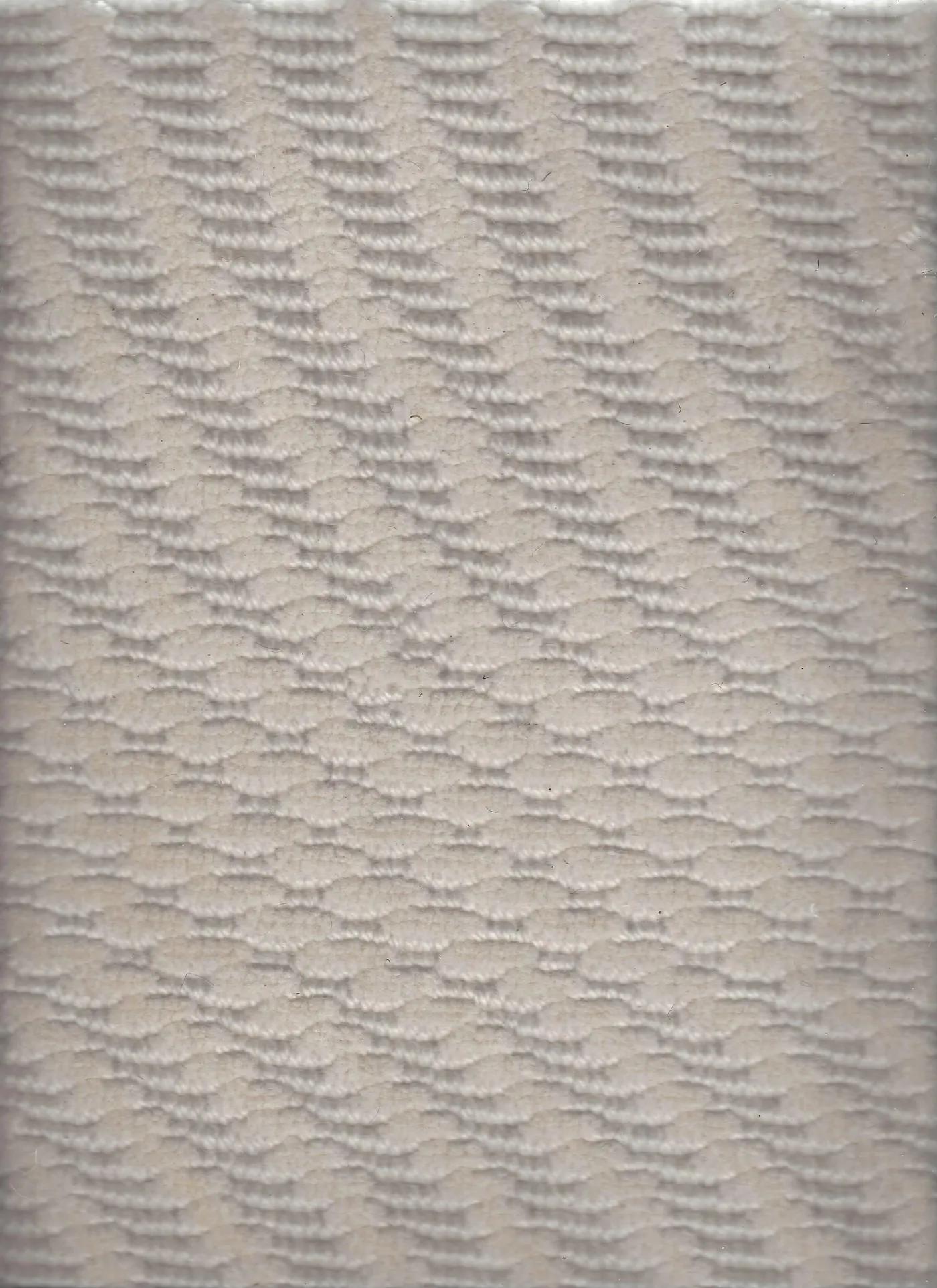 Squawk Ivory