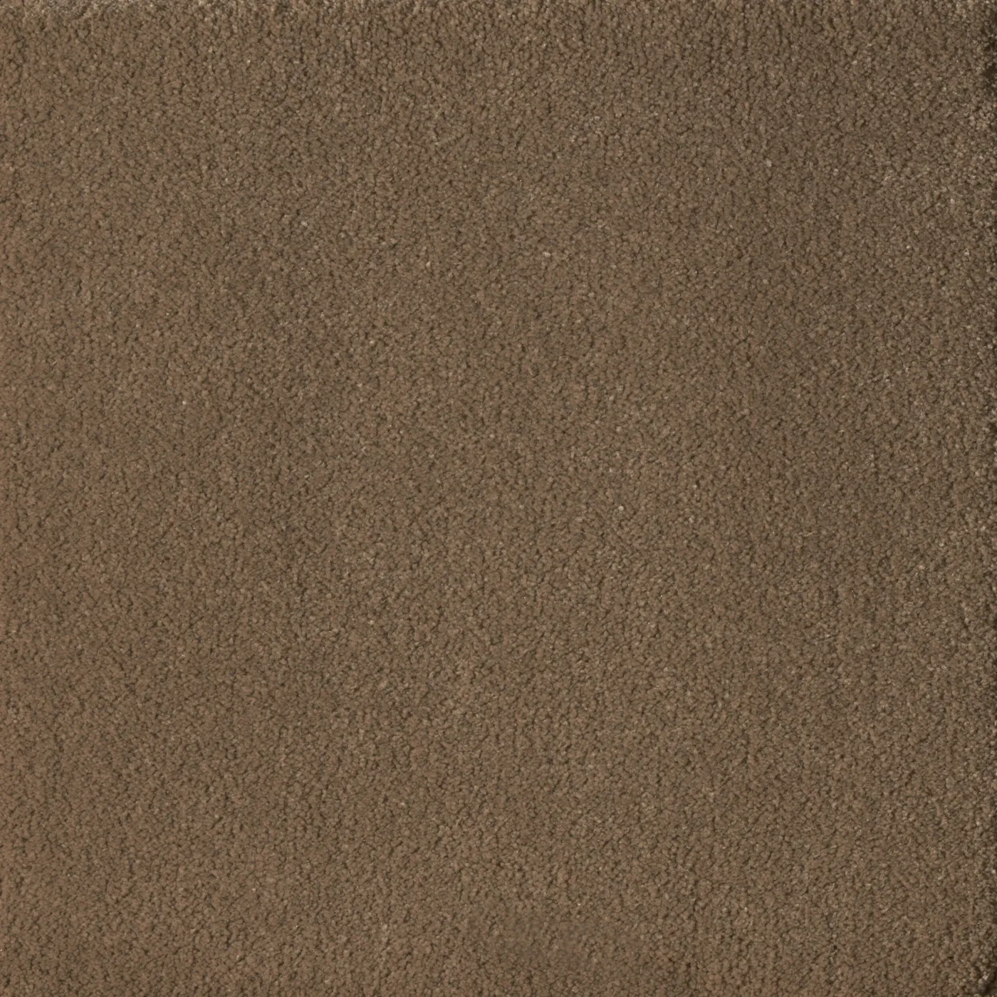 Papyrus Sand Dune
