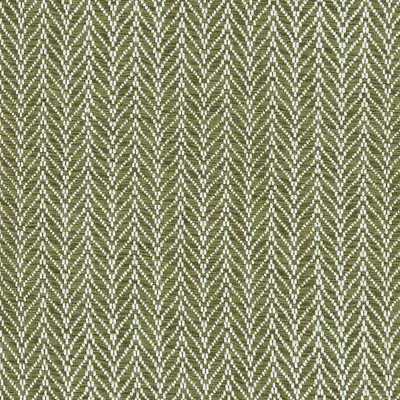 Fern